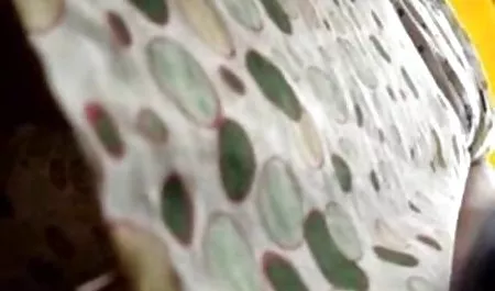 والفوز كلبات سكس عربي أو هايز